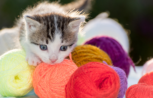 Accessoires et activit�s les plus adapt�s au d�veloppement des chatons